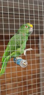 Amazone Geelkop papegaai, Vogelkooi, Ophalen of Verzenden, Metaal