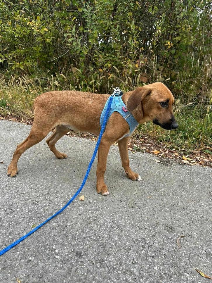 Jimmy – lieve, rustige jongen met een zacht karakter , Dieren en Toebehoren, Honden | Niet-rashonden, Middel, Reu, Particulier