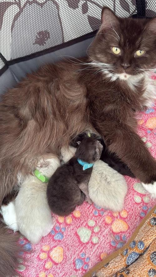 Mooi nestje Ragdoll kittens, Dieren en Toebehoren, Katten en Kittens | Raskatten | Korthaar, Meerdere dieren, 0 tot 2 jaar, Gechipt