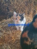 Boerderijkittens, Dieren en Toebehoren, Katten en Kittens | Overige Katten, Meerdere dieren