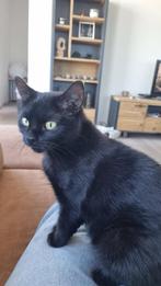 Voor mijn nichtje zet ik deze advertentie! Poes te koop, Dieren en Toebehoren, December, Vrouwelijk