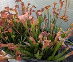 Vleesetende planten, Karnivoren Sarracenia, Ophalen, Overige soorten, Halfschaduw, Minder dan 100 cm