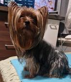 Mini york terier puppy's, Yorkshire Terriër, Reu, CDV (hondenziekte), 8 tot 15 weken