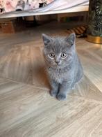 British Korthaar, Dieren en Toebehoren, Kater, Gechipt, 0 tot 2 jaar