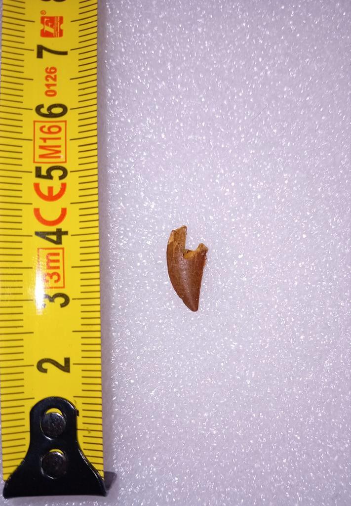 Abilisaurid tand, Verzamelen, Mineralen en Fossielen, Fossiel, Ophalen of Verzenden