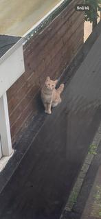 Poes en een kat, Dieren en Toebehoren, Katten en Kittens | Overige Katten, Meerdere dieren