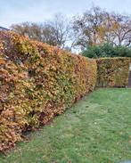 Beukenhaag., Ophalen, Beukenhaag, Haag, 100 tot 250 cm