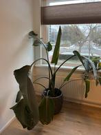 Sterlizia Nicolai - Paradijsvogelplant, Ophalen, Overige soorten, Halfschaduw, In pot