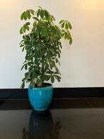 Bloempotten turquoise 2x grote en 3 x kleine voor binnen, Ophalen, Blauw, Aardewerk of Porselein, Zo goed als nieuw