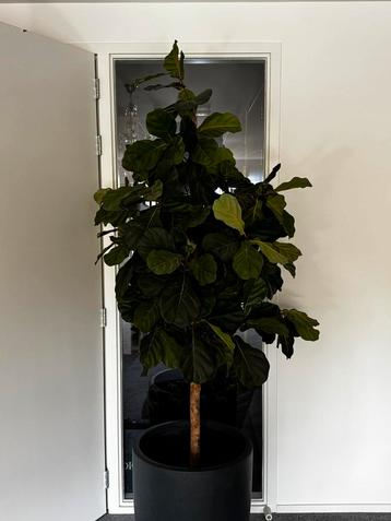 Grote Kunstplant Ficus met Pot - Lift aanwezig! beschikbaar voor biedingen