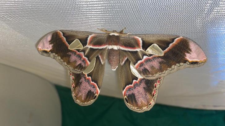 Nachtvlinder eitjes: Rothschildia lebeau, Dieren en Toebehoren, Insecten en Spinnen, Vlinders of Rupsen