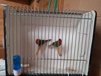 Roodkop papagaai amadines, Dieren en Toebehoren, Vogels | Overige Vogels, Meerdere dieren, Geringd