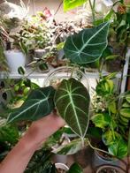 Baby alocasia Black Velvet kamerplantje, populaire plant, Overige soorten, In pot, Minder dan 100 cm, Groene kamerplant