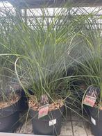 Miscanthus Red Chief - Prachtig Siergras €19,95, Volle zon, Vaste plant, Siergrassen, Ophalen of Verzenden