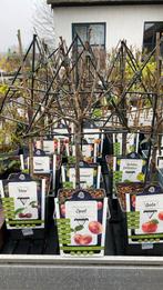 Fruit met kleine leirekjes, leuk voor op het terras!, Tuin en Terras, Planten | Bomen, Ophalen