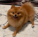 Hond 1 jaar oud pomeriaan