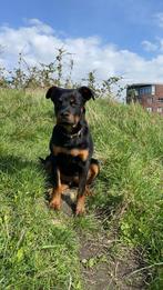 Rottweiler pup, Dieren en Toebehoren, Honden | Niet-rashonden, Particulier, Teef, Groot, Nederland