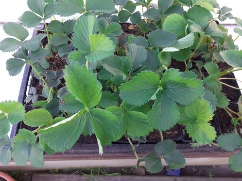 aardbeiplanten, Tuin en Terras, Planten | Tuinplanten, Volle zon, Zomer, Ophalen