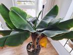 Bananenplant, Huis en Inrichting, Kamerplanten, 100 tot 150 cm, Fruitplant, In pot, Groene kamerplant