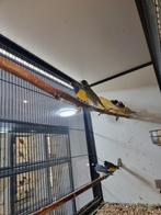 Gouldamadine | Passend advies | Tropische vogels, Dieren en Toebehoren, Vogels | Kanaries, Meerdere dieren, Kleurkanarie
