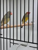 Binsenastrilden roodkop, Meerdere dieren, Tropenvogel, Geringd