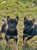 Duitse herder puppies, Parvo, België, Fokker | Hobbymatig, 8 tot 15 weken