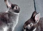 Kleurdwergen zilvervosjes, Dieren en Toebehoren, Meerdere dieren, Dwerg, 0 tot 2 jaar