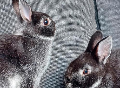 Kleurdwergen zilvervosjes, Dieren en Toebehoren, Konijnen, Dwerg, Meerdere dieren, 0 tot 2 jaar