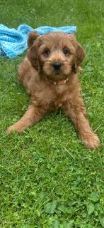 Australian labradoodle pup (8 weken) met stamboom, 8 tot 15 weken, Teef, CDV (hondenziekte), Eén hond