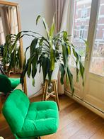 Grote Dracaena kamerplant, Ophalen, 100 tot 150 cm, Overige soorten, Halfschaduw