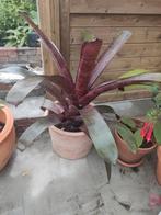 Bromelia!, Huis en Inrichting, Kamerplanten, Ophalen, Overige soorten, Minder dan 100 cm