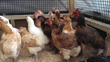 Aracauna kippen, olijfleggers | Speciale eieren, advies