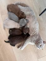 Britse Korthaar Kittens, Meerdere dieren, Gechipt