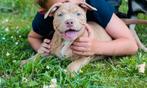 American Bully * Verlaagde prijs *, België, Fokker | Hobbymatig, Rabiës (hondsdolheid), 8 tot 15 weken