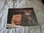 Prent van 2 katten, in wissellijst, Ophalen of Verzenden, Voor 1940, Zo goed als nieuw