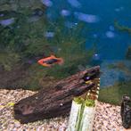 Platy, Vis, Zoetwatervis