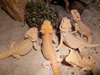 JONGE BAARDAGAMEN VAN JUNI 2025, Dieren en Toebehoren, Reptielen en Amfibieën, Hagedis, Tam, 0 tot 2 jaar