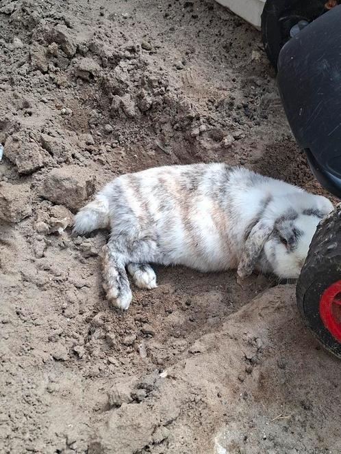 Twee schatten van hangoor konijnen 3 jaar. Gaan alleen samen, Dieren en Toebehoren, Konijnen, Middelgroot, Meerdere dieren, 3 tot 5 jaar