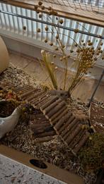 Lief nieuwsgierig gerbil mannetje (moet alleen gehouden), Dieren en Toebehoren, Knaagdieren, Augustus, Mannelijk, Overige typen