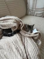 Kittens 3 maanden oud, Dieren en Toebehoren, Katten en Kittens | Overige Katten, Meerdere dieren, 0 tot 2 jaar
