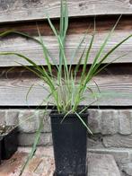 sereh plant (citroengras) in 11 x 11 x 20 cm pot, Ophalen, Volle zon, Vaste plant, Kruiden