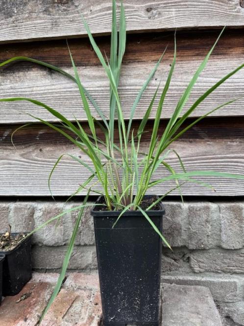 sereh plant (citroengras) in 11 x 11 x 20 cm pot, Tuin en Terras, Planten | Tuinplanten, Vaste plant, Kruiden, Volle zon, Zomer
