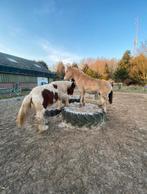 Plek vrij per direct voor speelse pony eemnes 24/7 buiten, Dieren en Toebehoren, Stalling en Weidegang, 1 paard of pony