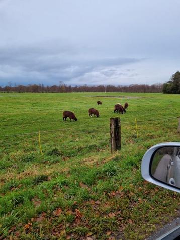 Weidegang gezocht! Pony- / pinken-weide.