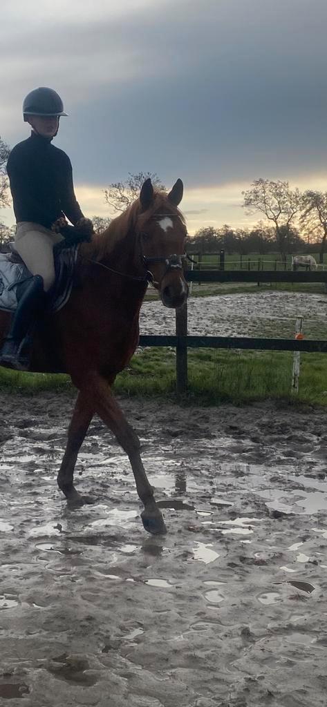 Hele lieve 5 jarige welsh d pony ruin, Dieren en Toebehoren, Pony's, Ruin, Zadelmak, D pony (1.37m tot 1.48m), Recreatiepony, 3 tot 6 jaar