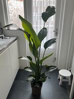 Mooie Strelitzia Nicolai, met nieuwe bladeren, 150 cm hoog, Ophalen, Overige soorten, Halfschaduw, 150 tot 200 cm