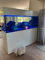 Zee aquarium compleet - 1.000 liter, Dieren en Toebehoren, Vissen | Aquaria en Toebehoren, Ophalen, Gebruikt, Gevuld zeewateraquarium