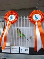 Kleurgrasparkieten in tt kwaliteit., aantal split recessief, Dieren en Toebehoren, Vogels | Parkieten en Papegaaien, Meerdere dieren