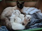 Kittens Siamees x Ragdoll, Gechipt