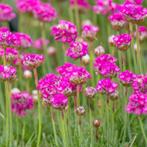 Engels Gras vaste plant (laatste stek), Tuin en Terras, Planten | Tuinplanten, Ophalen, Vaste plant, Siergrassen, Halfschaduw